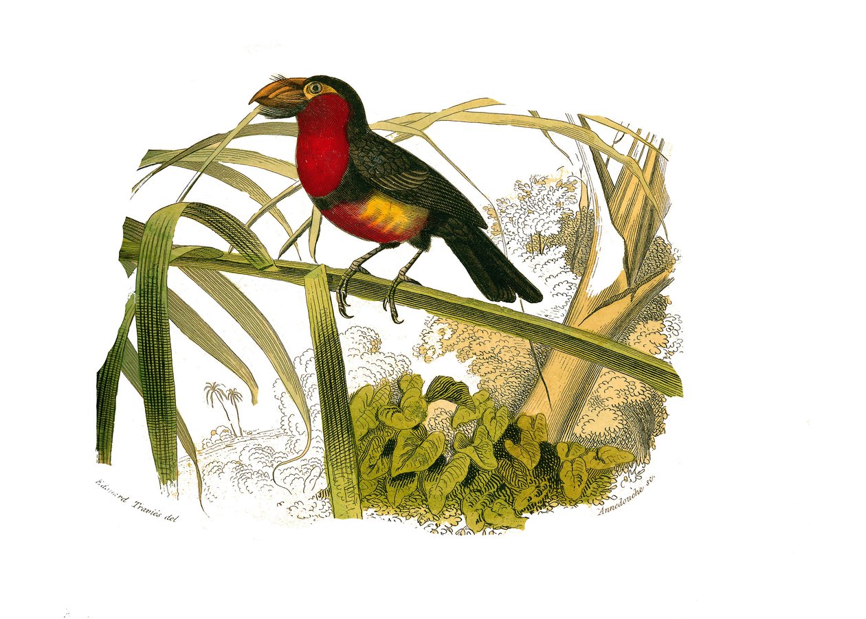 Přírodovědná tabule: Zoologická tabule zastupující horolezce. Barbakan. Deska čerpaná z devíti svazků o ptácích v „“Works Complete of Buffon”””, kterou napsal přírodovědec Georges Louis Leclerc, hrabě z Buffonu (1707-1788) v letech 1749 až 1785. Ilustr. od Edouard Travies