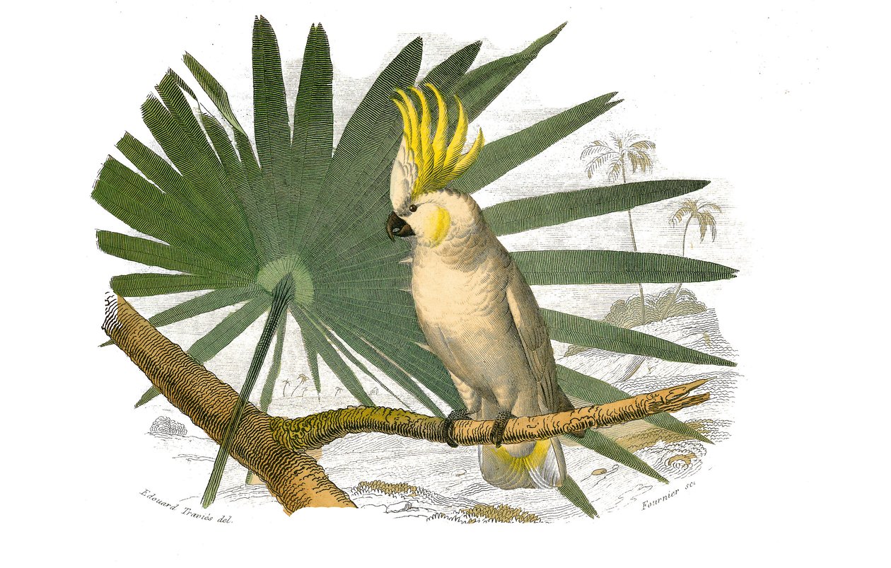 Přírodovědná tabule: Zoologická tabule zastupující horolezce. Kakatoes má žlutý hupe. Deska čerpaná z devíti svazků o ptácích v "" Works Complete of Buffon """, kterou napsal přírodovědec Georges Louis Leclerc, hrabě z Buffonu (1707-1788) v letech 1749 od Edouard Travies