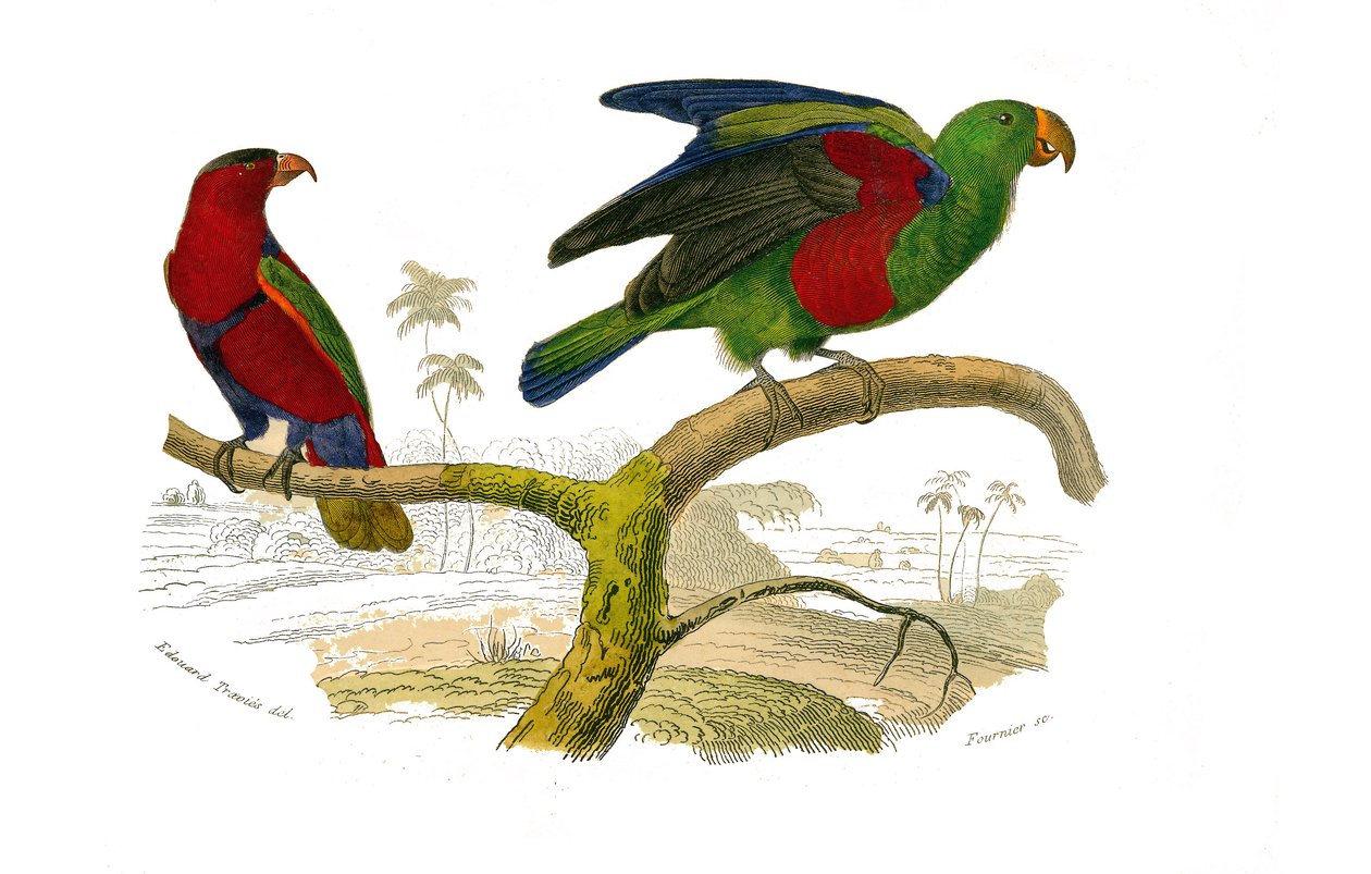 Přírodovědná tabule: Zoologická tabule zastupující horolezce. Lori tricolor a papoušek zelený. Deska čerpaná z devíti svazků o ptácích v knize „Dokončená díla Buffona“““, kterou napsal přírodovědec Georges Louis Leclerc, hrabě z Buffonu (1707-1788). od Edouard Travies