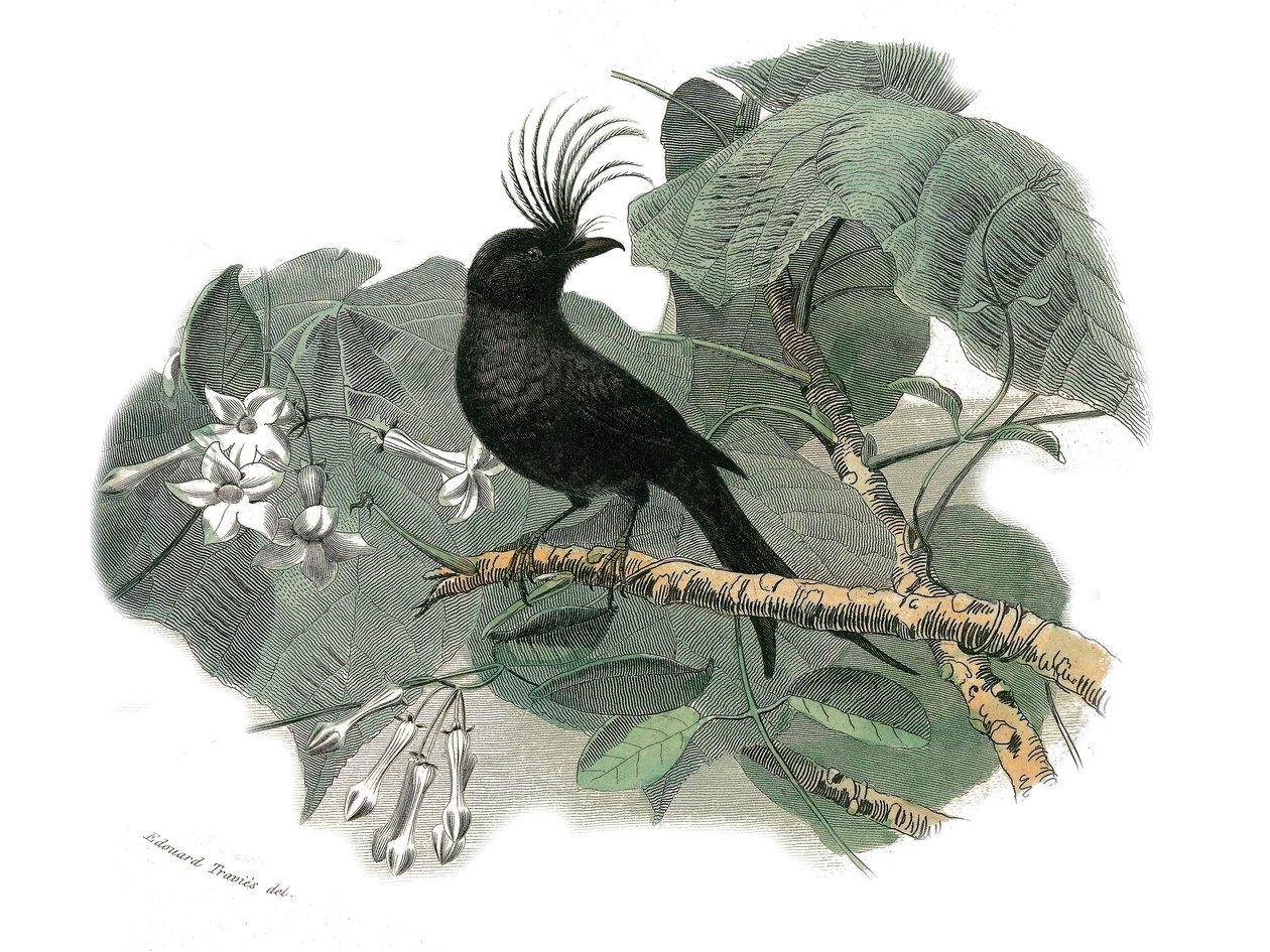 Přírodovědná deska: Zoologická tabule představující pěvce zubaře (s echankrem). drongo. Deska čerpaná z devíti svazků o ptácích v "" Works Complete of Buffon """, kterou napsal přírodovědec Georges Louis Leclerc, hrabě z Buffonu (1707-1788) od Edouard Travies