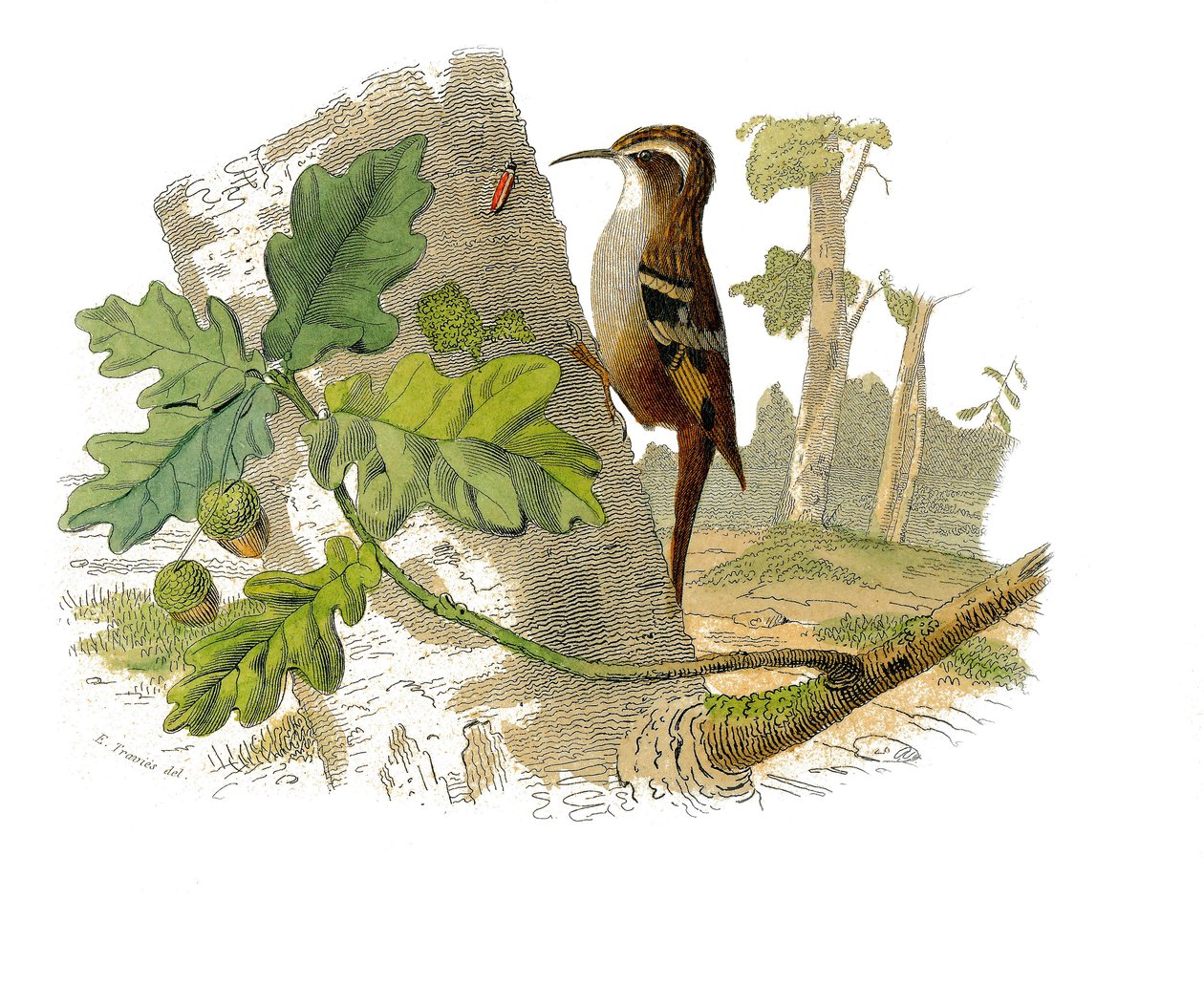 Natural History Tale: Zoologická tabule představující dentirostrózní pěvci od Edouard Travies