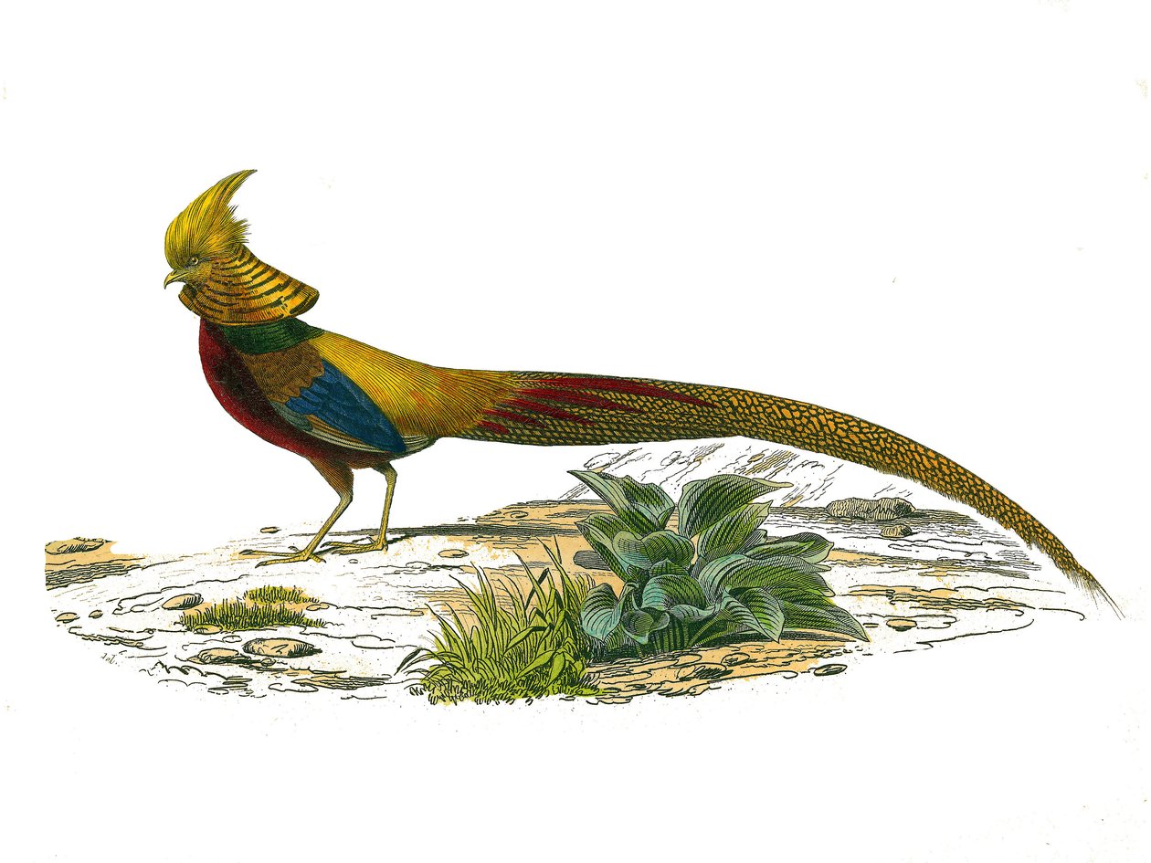 Přírodovědná deska: Zoologická tabule představující galinace: bažanta čínského. Deska čerpaná z devíti svazků o ptácích v „“Works Complete of Buffon”””, kterou napsal přírodovědec Georges Louis Leclerc, hrabě z Buffonu (1707-1788) v letech 1749 a od Edouard Travies