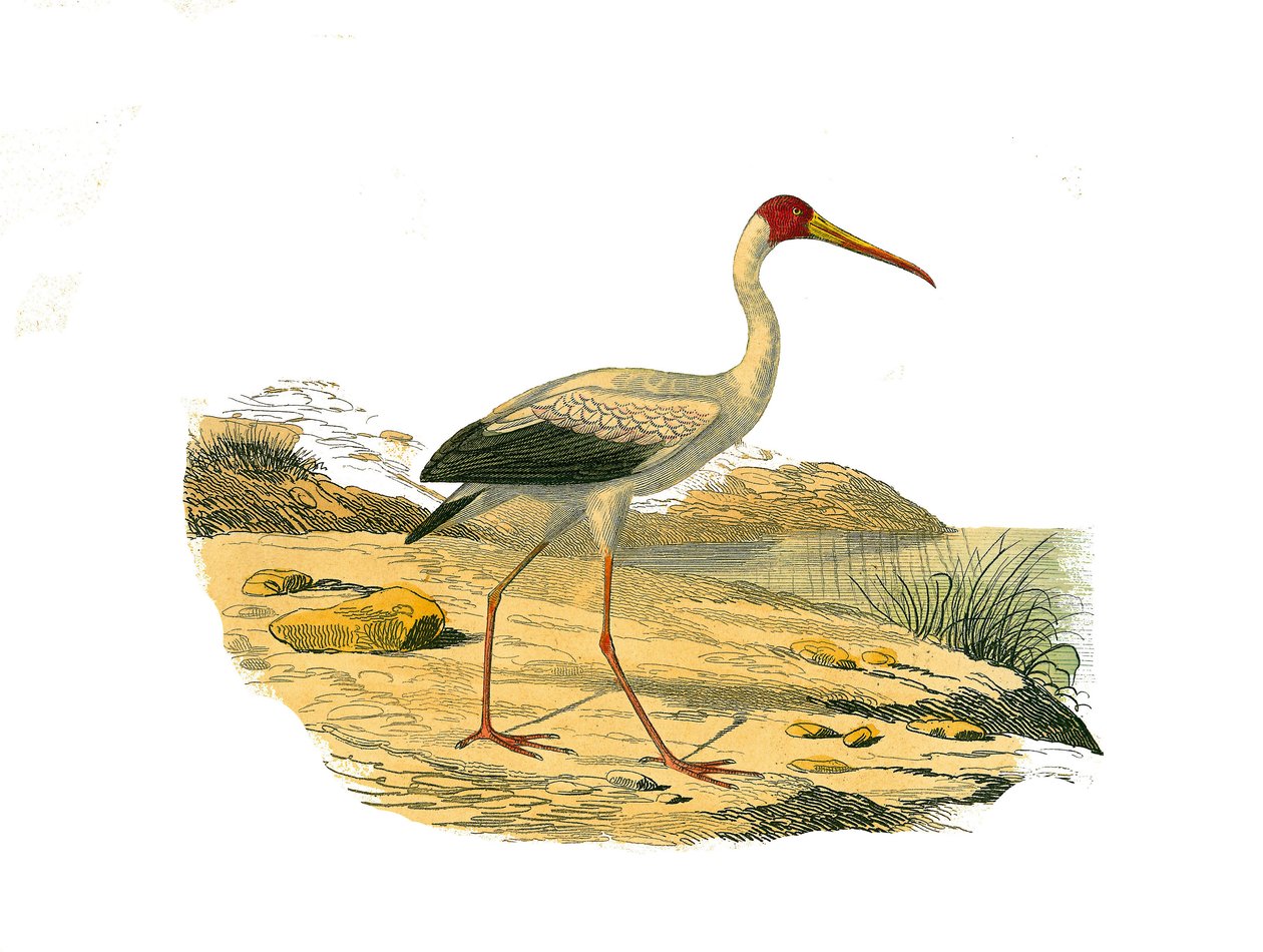 Natural History Plate: Zoologická tabule představující longirostrosní lovce (s dlouhými a štíhlými zobáky): Ibis bílý. Deska čerpaná z devíti svazků o ptácích v knize „Dokončená díla Buffona“““, kterou napsal přírodovědec Georges Louis Leclerc, hrabě z od Edouard Travies