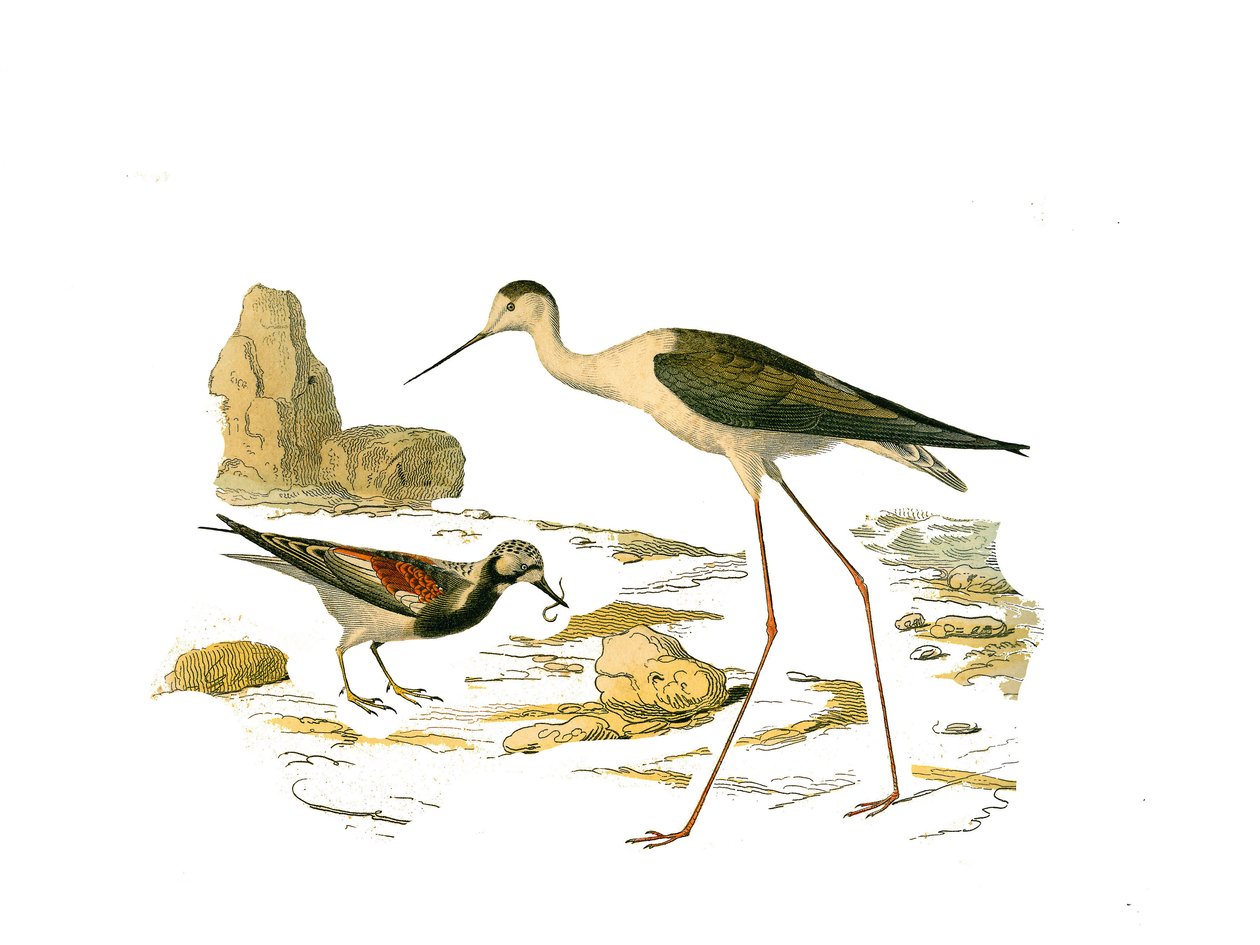 Natural History Tale: Zoologická tabule představující longirostrous brodivce (s dlouhým a hubeným zobákem): kamenný obrat (točna) a opaření. Deska čerpaná z devíti svazků o ptácích v "" Works complete of Buffon """, kterou napsal přírodovědec Geor od Edouard Travies