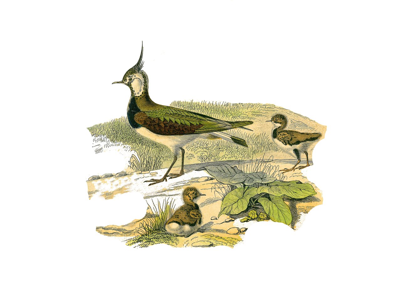 Natural History Tale: Zoologická tabule představující longirostrous brodivce (s dlouhými a hubenými zobáky): jehně a jeho mláďata. Deska čerpaná z devíti svazků o ptácích v "" Works complete of Buffon """, kterou napsal přírodovědec Georges Louis Leclerc,  od Edouard Travies