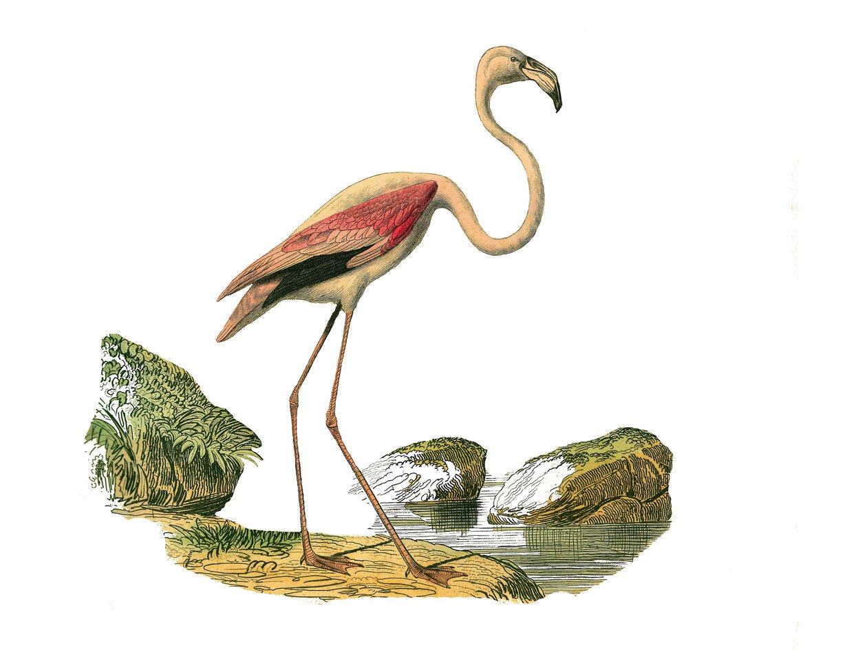 Natural History Tale: Zoologická tabule představující longirostrous brodivce (s dlouhým a hubeným zobákem): růžový plameňák. Deska čerpaná z devíti svazků o ptácích v knize „Dokončená díla Buffona“““, kterou napsal přírodovědec Georges Louis Leclerc, hrabě od Edouard Travies