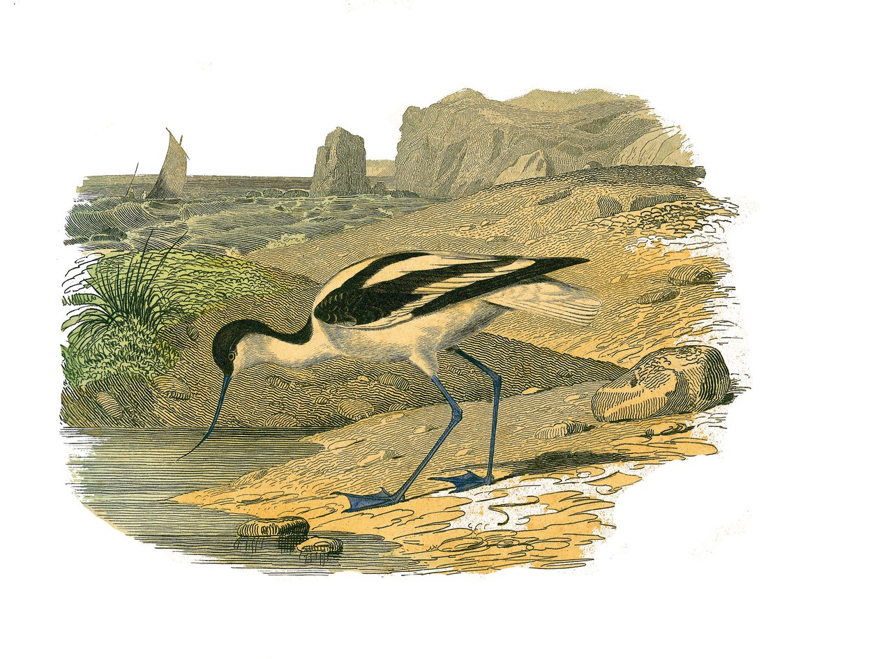 Natural History Plate: Zoologická tabule představující longirostrosní bahňáky od Edouard Travies