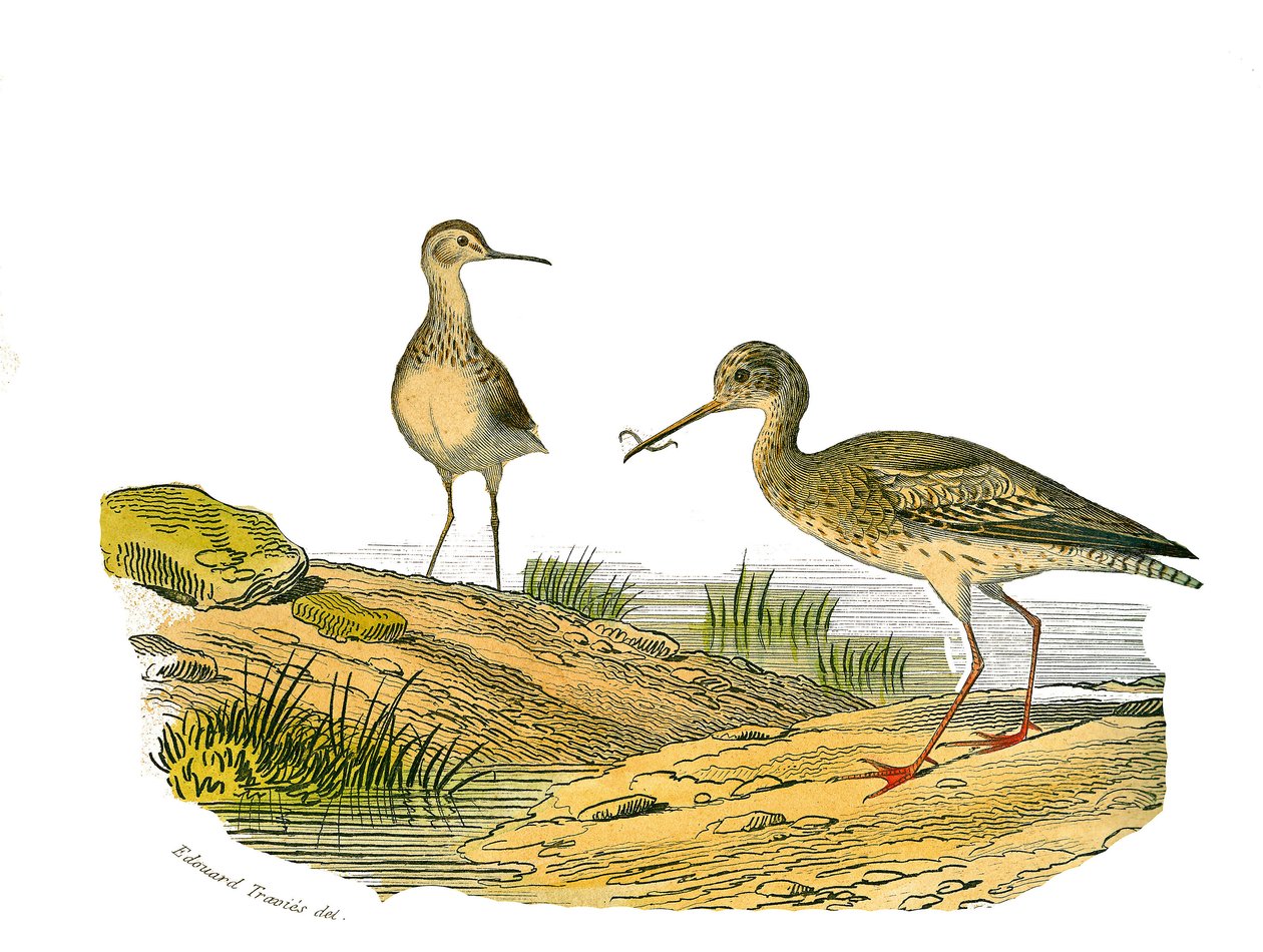 Natural History Plate: Zoologická tabule představující longirostrosní bahňáky od Edouard Travies
