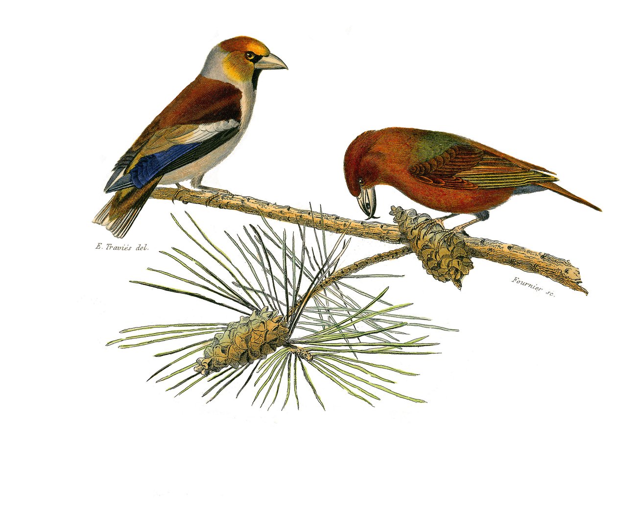 Přírodovědná tabule: Zoologická tabule představující konirostózní pěvce (kónický zobák). Velký zobák (Grosbeak) a Křížový zobák (Crossbill). Deska čerpaná z devíti svazků o ptácích v "" Works complete of Buffon """, kterou napsal přírodovědec Georges Louis od Edouard Travies