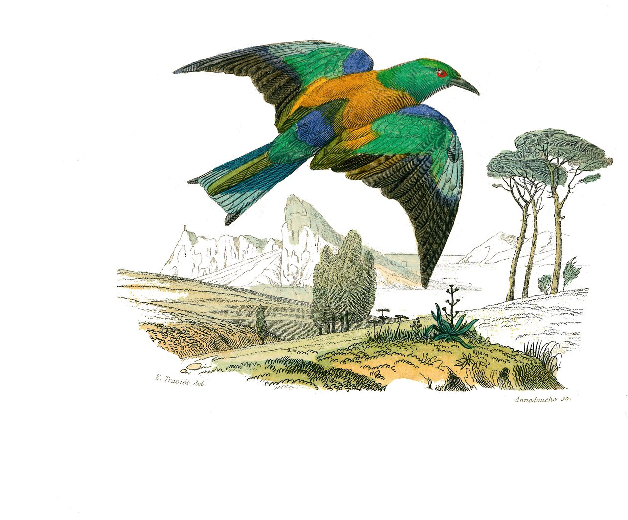 Přírodovědná tabule: Zoologická tabule představující konirostózní pěvce (kónický zobák). The Rollier of Europe. Deska čerpaná z devíti svazků o ptácích v "" Works complete of Buffon """, kterou napsal přírodovědec Georges Louis Leclerc, hrabě z Buffonu (1 od Edouard Travies