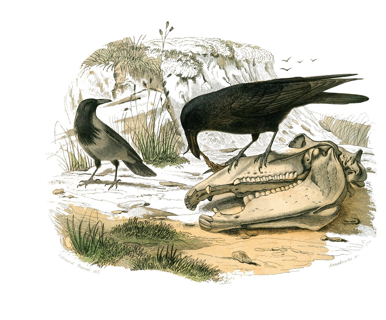 Přírodovědná tabule: Zoologická tabule představující konirostózní pěvce (kónický zobák). Havran. Deska čerpaná z devíti svazků o ptácích v "" Works Complete of Buffon """, kterou napsal přírodovědec Georges Louis Leclerc, hrabě z Buffonu (1707-1788). od Edouard Travies