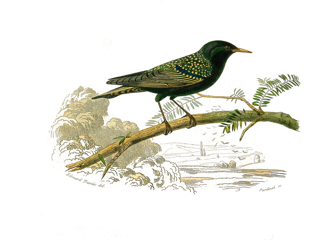 Přírodovědná tabule: Zoologická tabule představující gallinace. holubice. Deska čerpaná z devíti svazků o ptácích v „“Works Complete of Buffon”””, kterou napsal přírodovědec Georges Louis Leclerc, hrabě z Buffonu (1707-1788) v letech 1749 až 1785. Illustra od Edouard Travies
