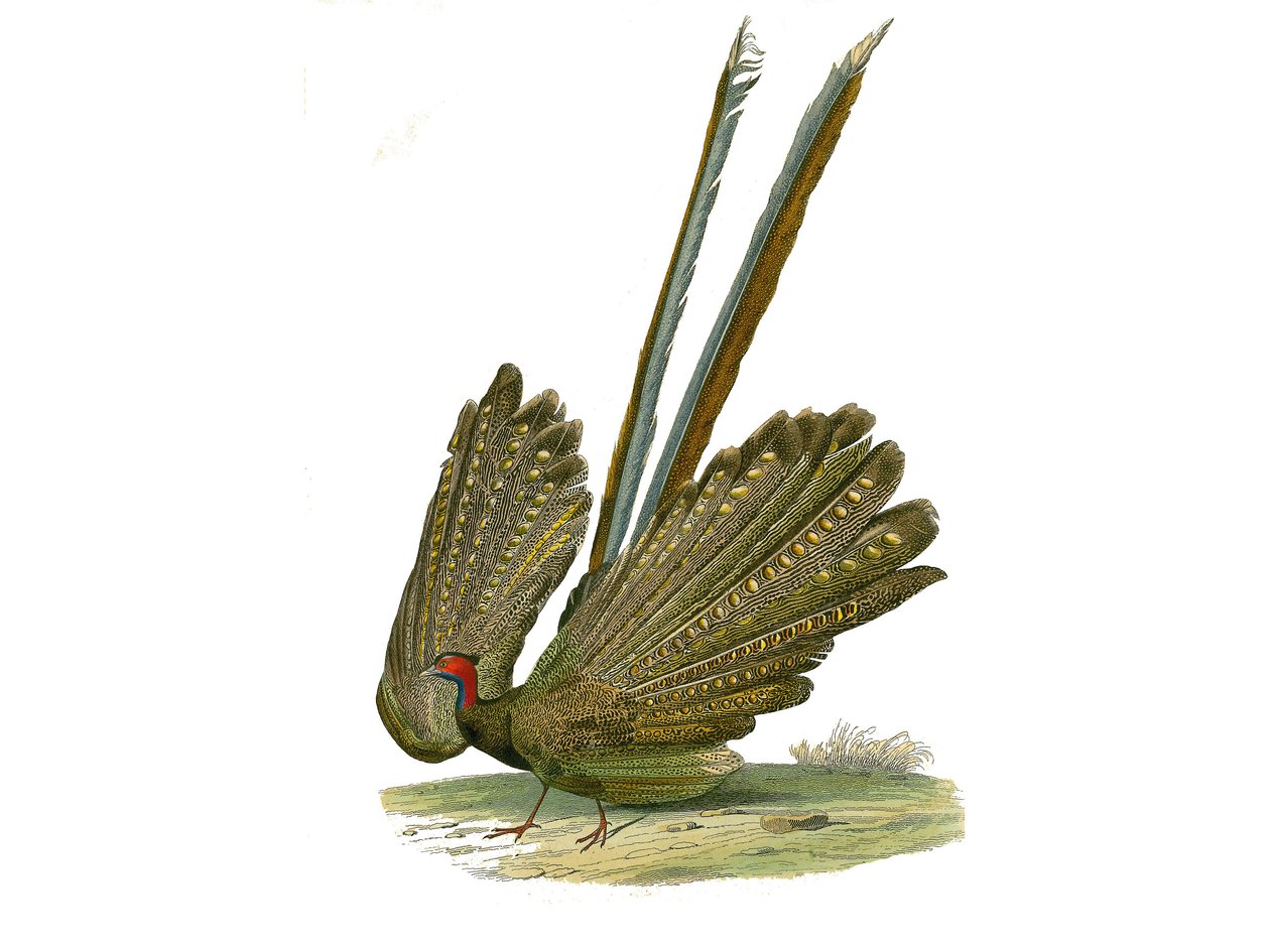 Přírodovědná tabule: Zoologická tabule představující gallinace: Argus. Deska čerpaná z devíti svazků o ptácích v „“Works Complete of Buffon”””, kterou napsal přírodovědec Georges Louis Leclerc, hrabě z Buffonu (1707-1788) v letech 1749 až 1785. Illustratio od Edouard Travies