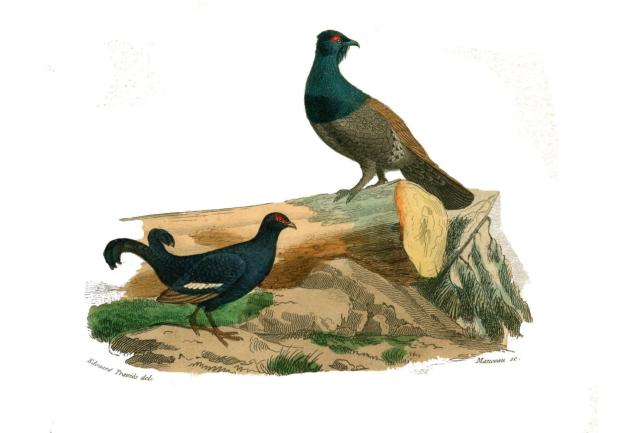 Nástěnka přírodopisu: Zoologická tabule představující gallinace: tetry vidloocasé a tetry. Deska čerpaná z devíti svazků o ptácích v "" Works Complete of Buffon """, kterou napsal přírodovědec Georges Louis Leclerc, hrabě z Buffonu (1707-1788) mezi od Edouard Travies