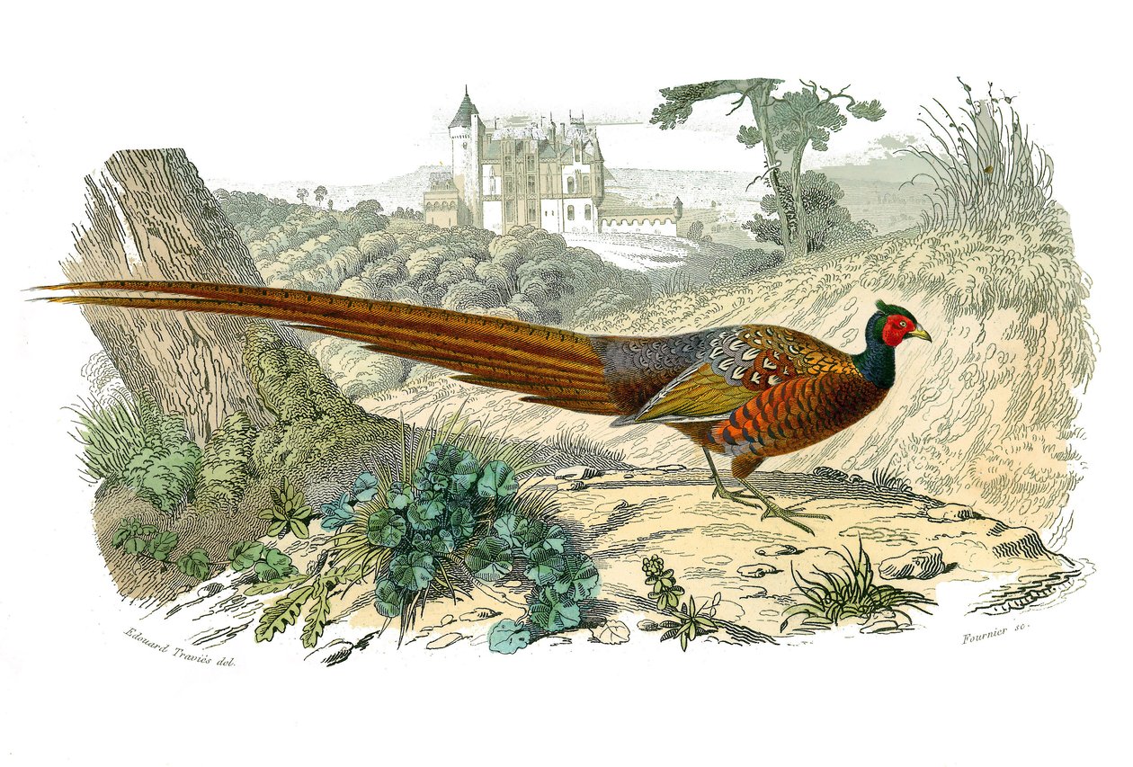 Přírodovědná tabule: Zoologická tabule představující galinace: bažant. Deska čerpaná z devíti svazků o ptácích v „“Works Complete of Buffon”””, kterou napsal přírodovědec Georges Louis Leclerc, hrabě z Buffonu (1707-1788) v letech 1749 až 1785. Illustra od Edouard Travies