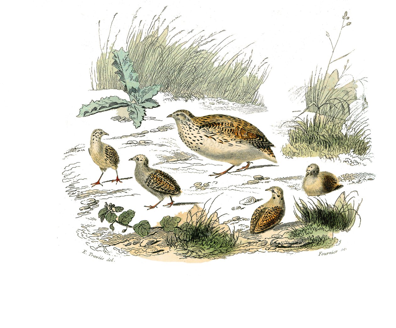 Přírodovědná tabule: Zoologická tabule představující gallinace: křepelky. Deska čerpaná z devíti svazků o ptácích v „“Works Complete of Buffon”””, kterou napsal přírodovědec Georges Louis Leclerc, hrabě z Buffonu (1707-1788) v letech 1749 až 1785. Illustra od Edouard Travies