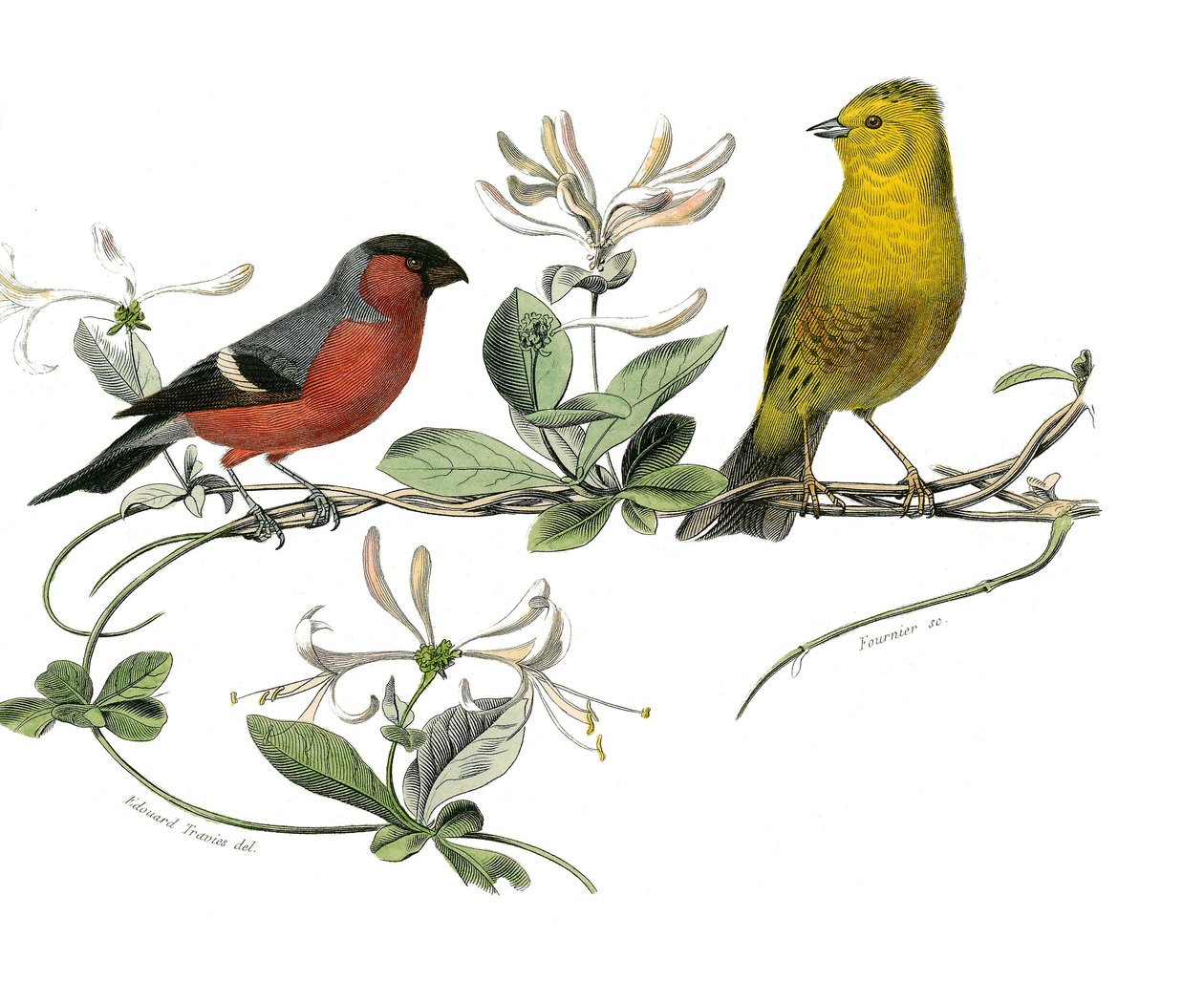 Přírodovědná tabule: Zoologická tabule představující bouvreuil a vrabce z Francie. Deska čerpaná z devíti svazků o ptácích v "" Works Complete of Buffon """, kterou napsal přírodovědec Georges Louis Leclerc, hrabě z Buffonu od Edouard Travies