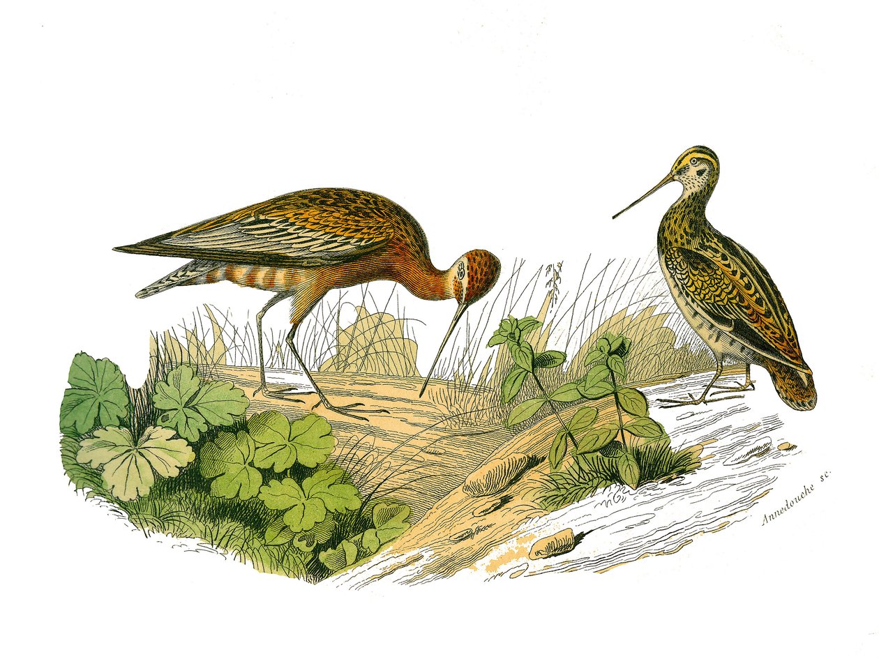 Přírodovědná tabule: Zoologická tabule představující longirostrózní stínování od Edouard Travies