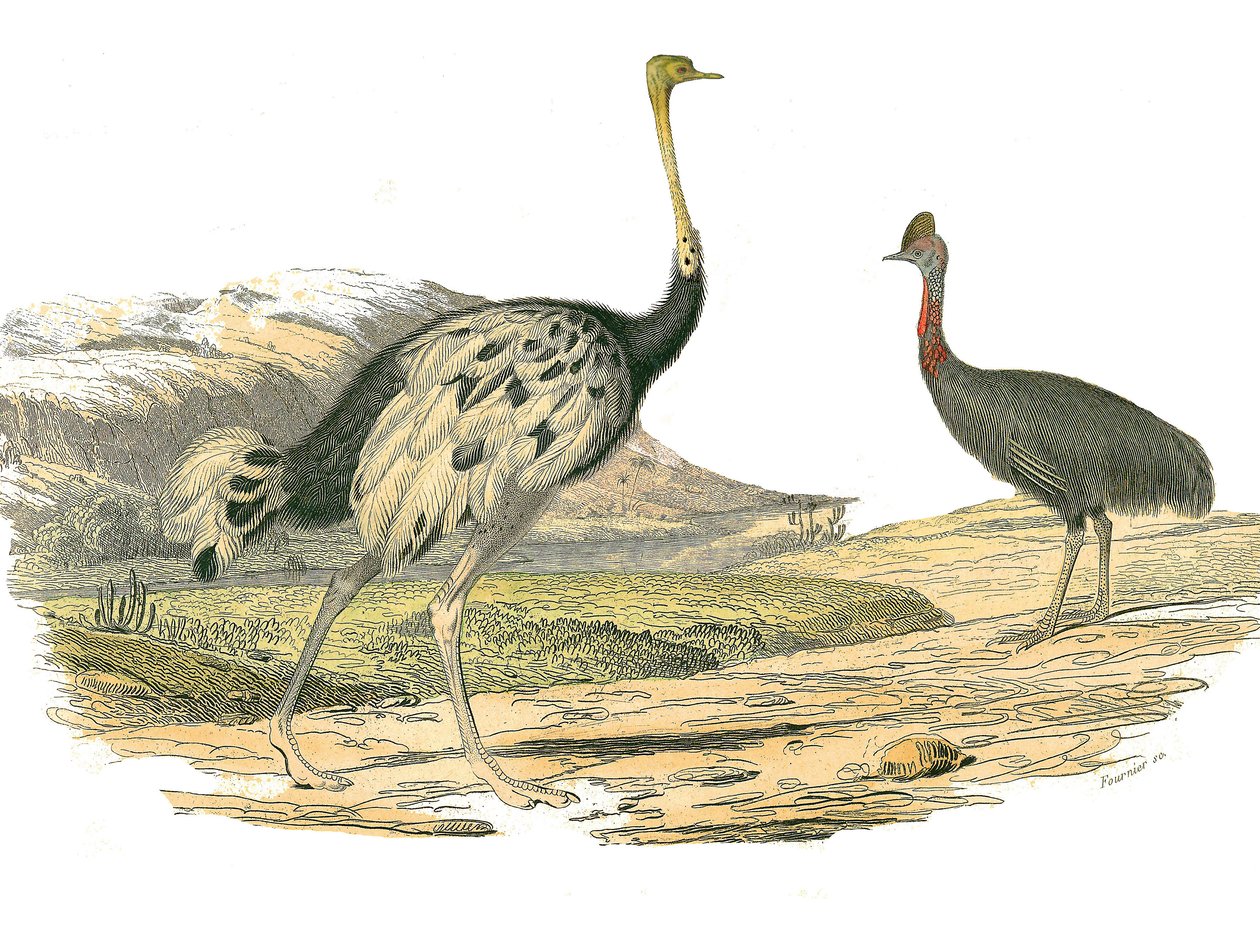 Přírodovědná tabule: Zoologická tabule představující brodivce: pštrosa a kasoára. Deska čerpaná z devíti svazků o ptácích v "" Works Complete of Buffon """, kterou napsal přírodovědec Georges Louis Leclerc, hrabě z Buffonu (1707-1788) v letech 1749 až 1785 od Edouard Travies