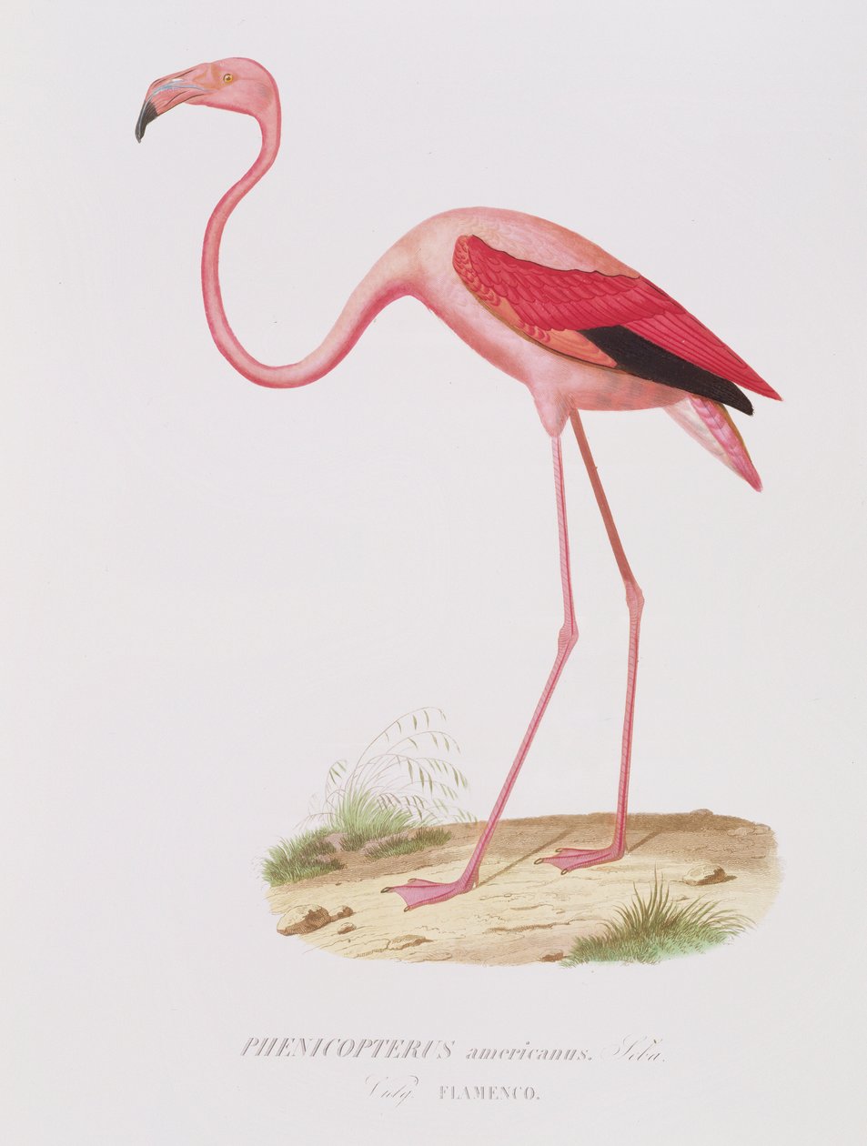 Phenicopterus americanus (Flamenco) (sic) ryl Fournier, pub. od Bougearda od Edouard Travies