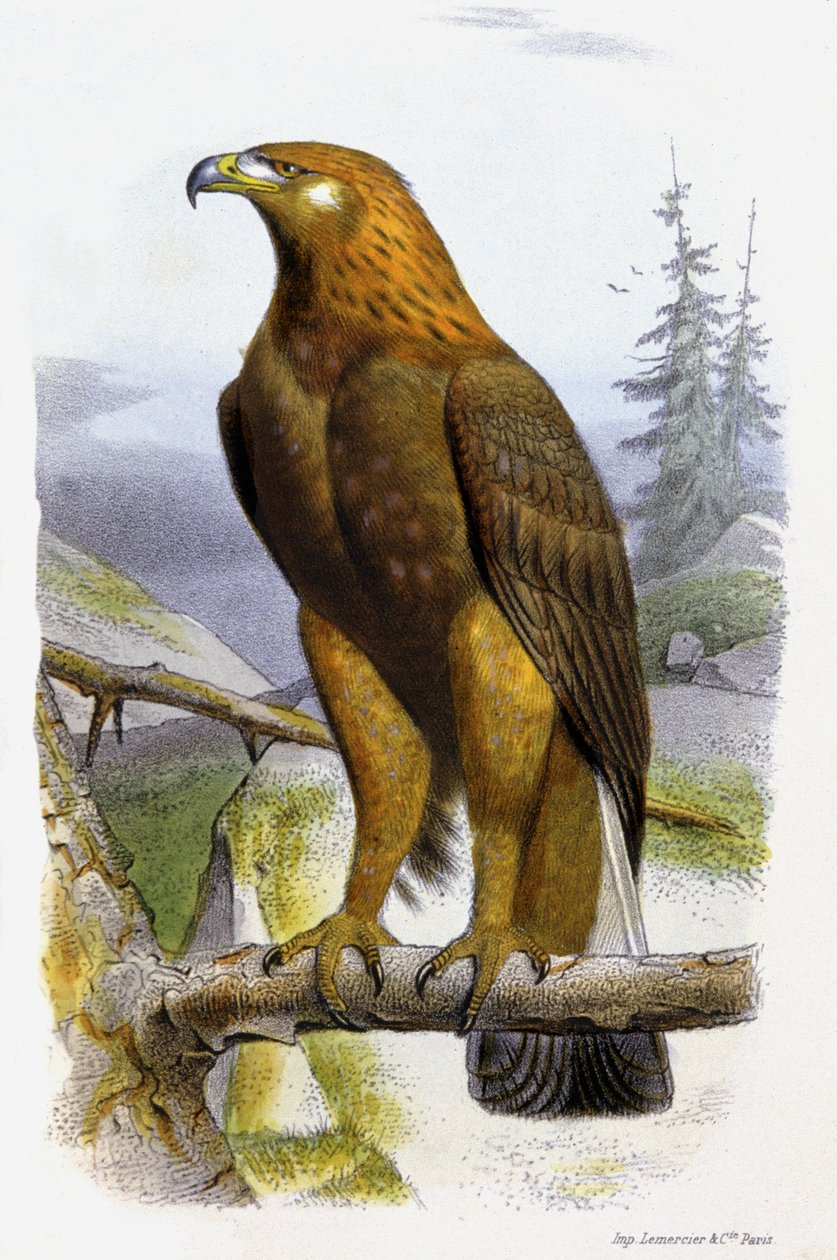 Zlatý orel, cca 1850 (litografie) od Edouard Travies