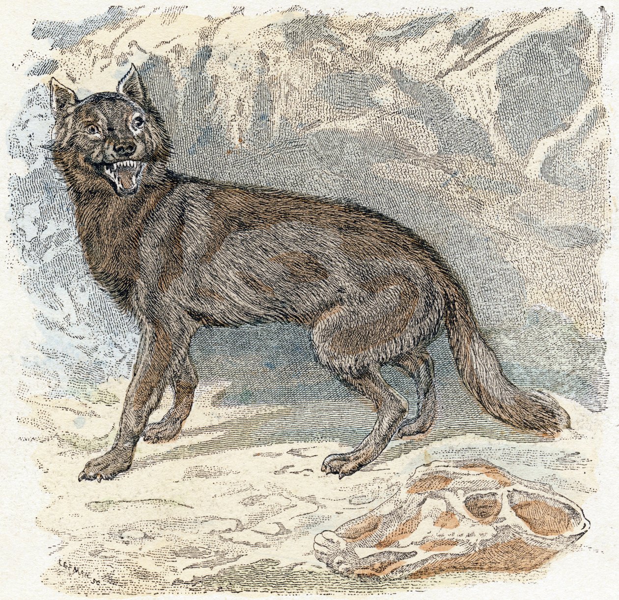 Vlk- „abeceda ilustruje zvířata“ 19. století (gravírování) od Edouard Travies