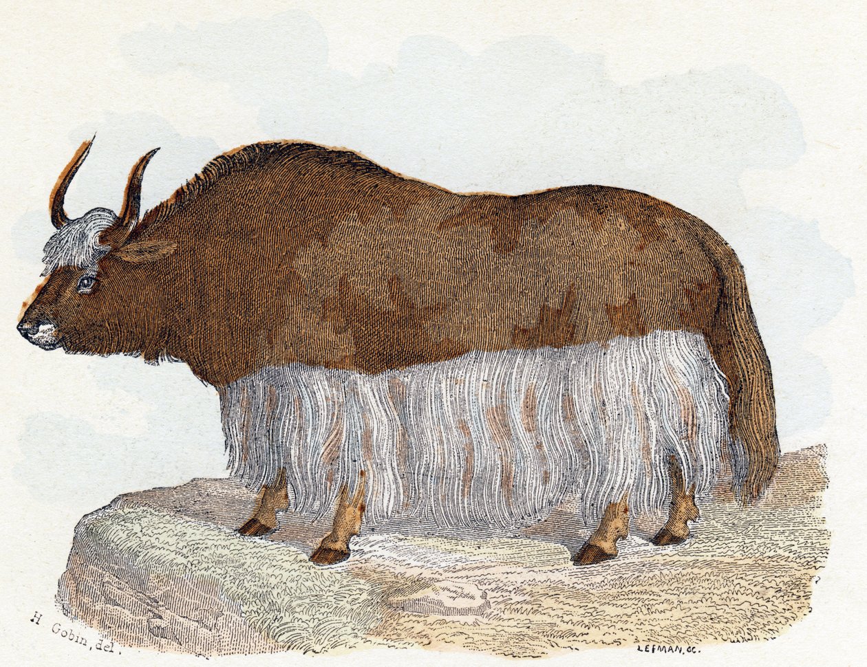 Yack (yak) - „Abeceda ilustruje zvířata“ 19. století (rytina) od Edouard Travies