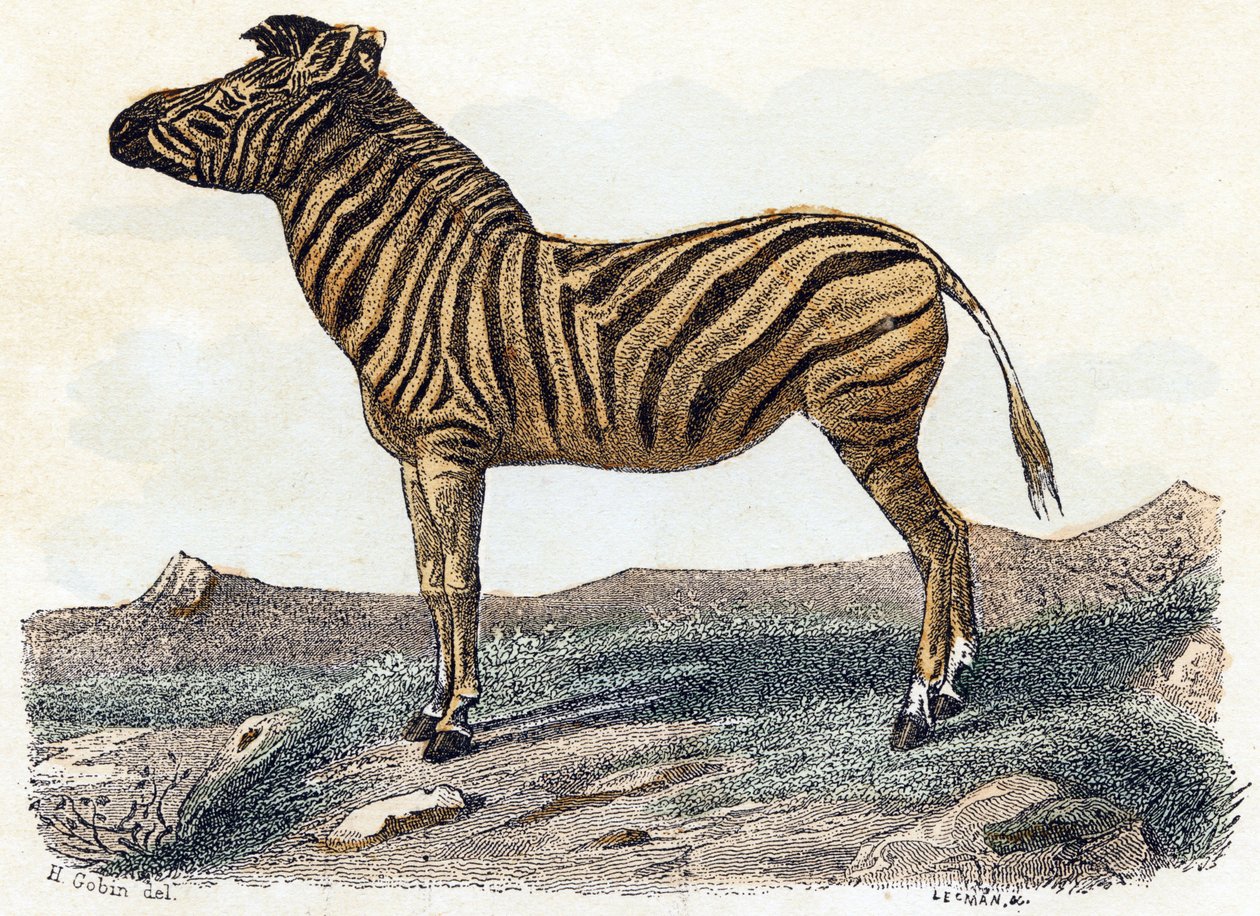 Zebra - "Abeceda ilustruje zvířata" 19. století (rytina) od Edouard Travies