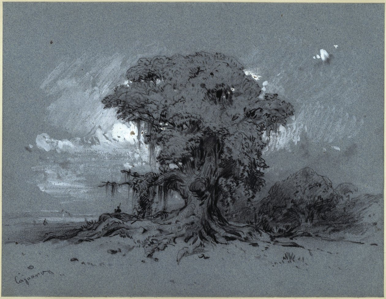 Starý strom od Eduard Hildebrandt