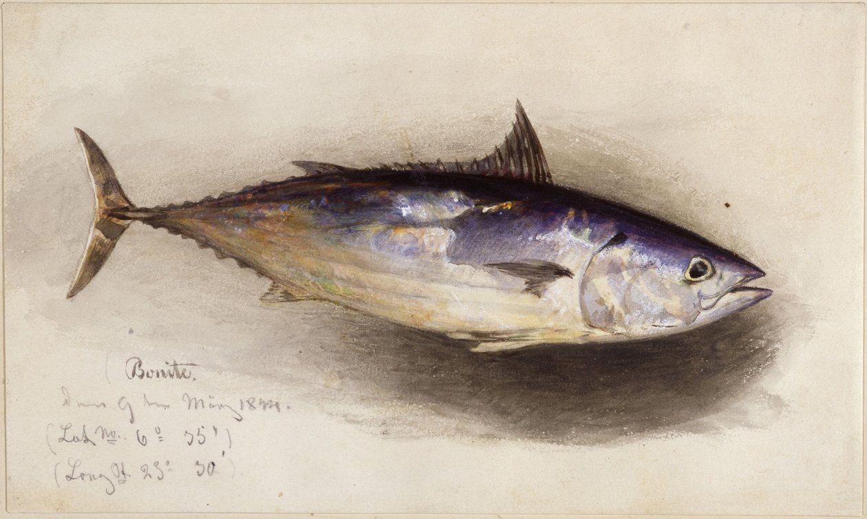 Studie ryby (bonito) od Eduard Hildebrandt