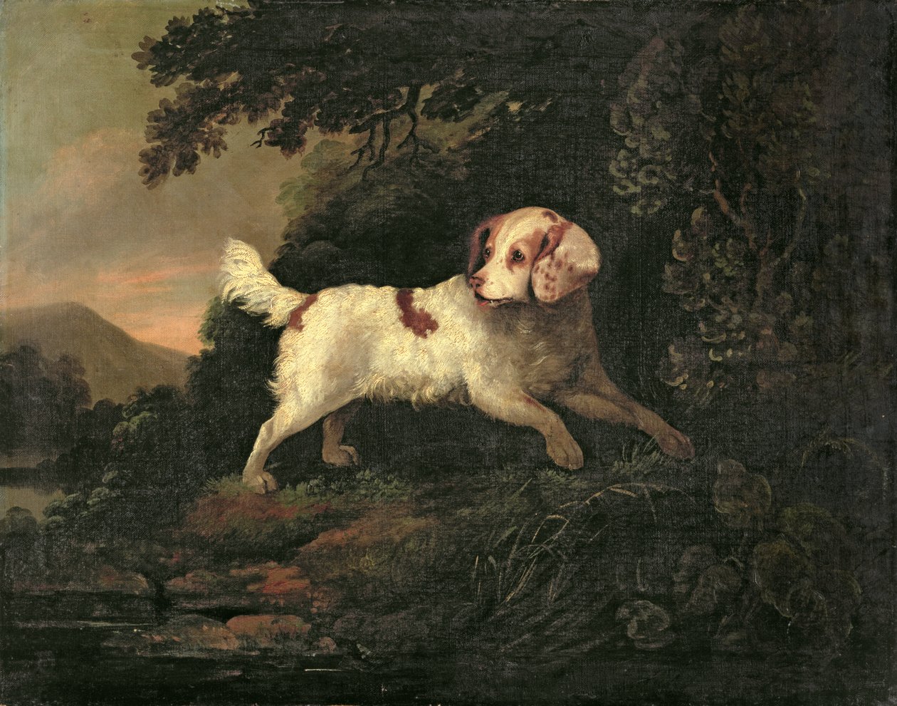 Studie Clumber Spaniel v zalesněné říční krajině od Edward Cooper