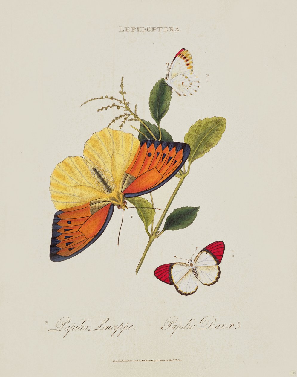 Motýli: Papilio Leucippe; Papilio Danae, hospoda. od umělce, 1800 od Edward Donovan