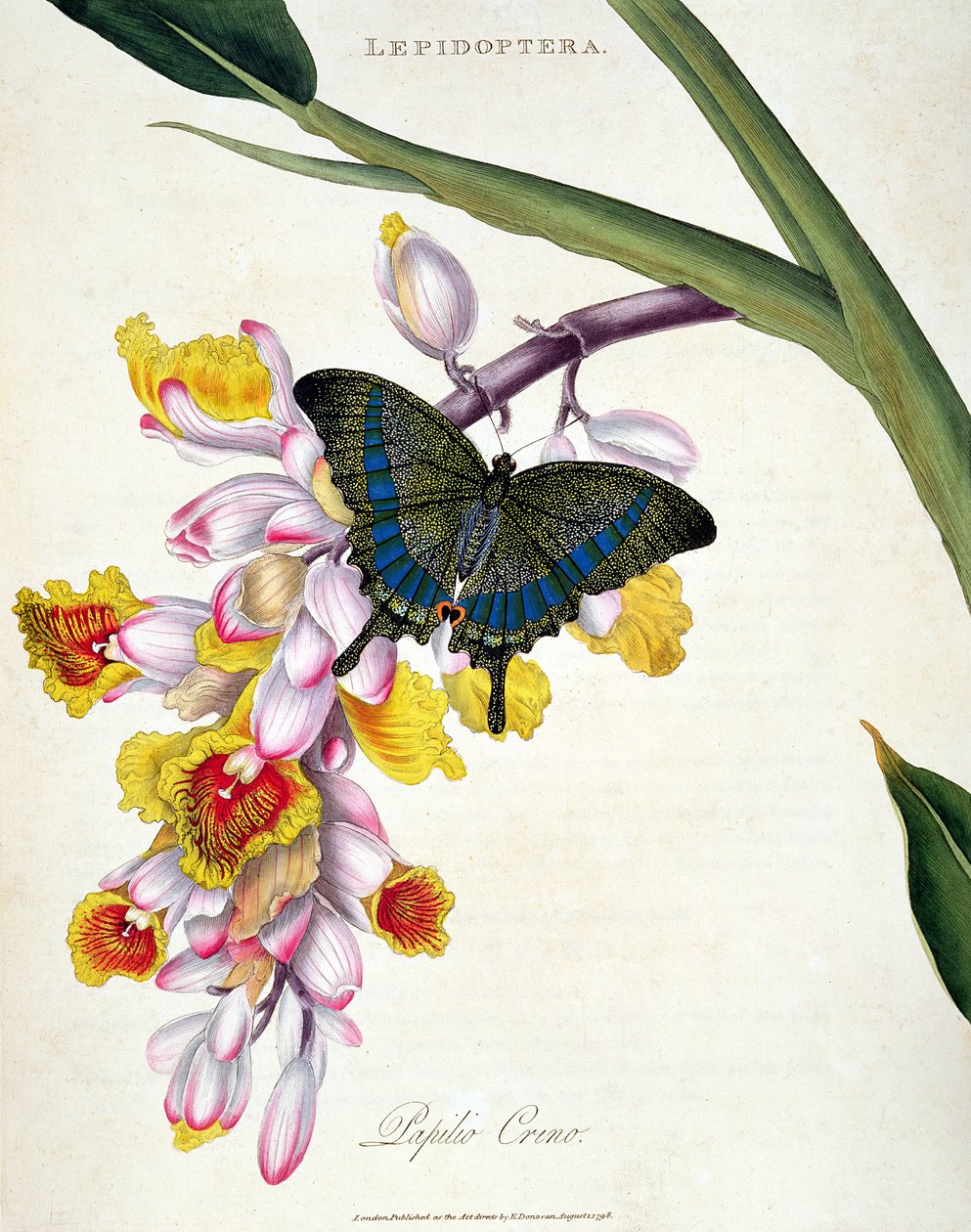 Motýl: hospoda Papilo Crino. od umělce, 1798 od Edward Donovan