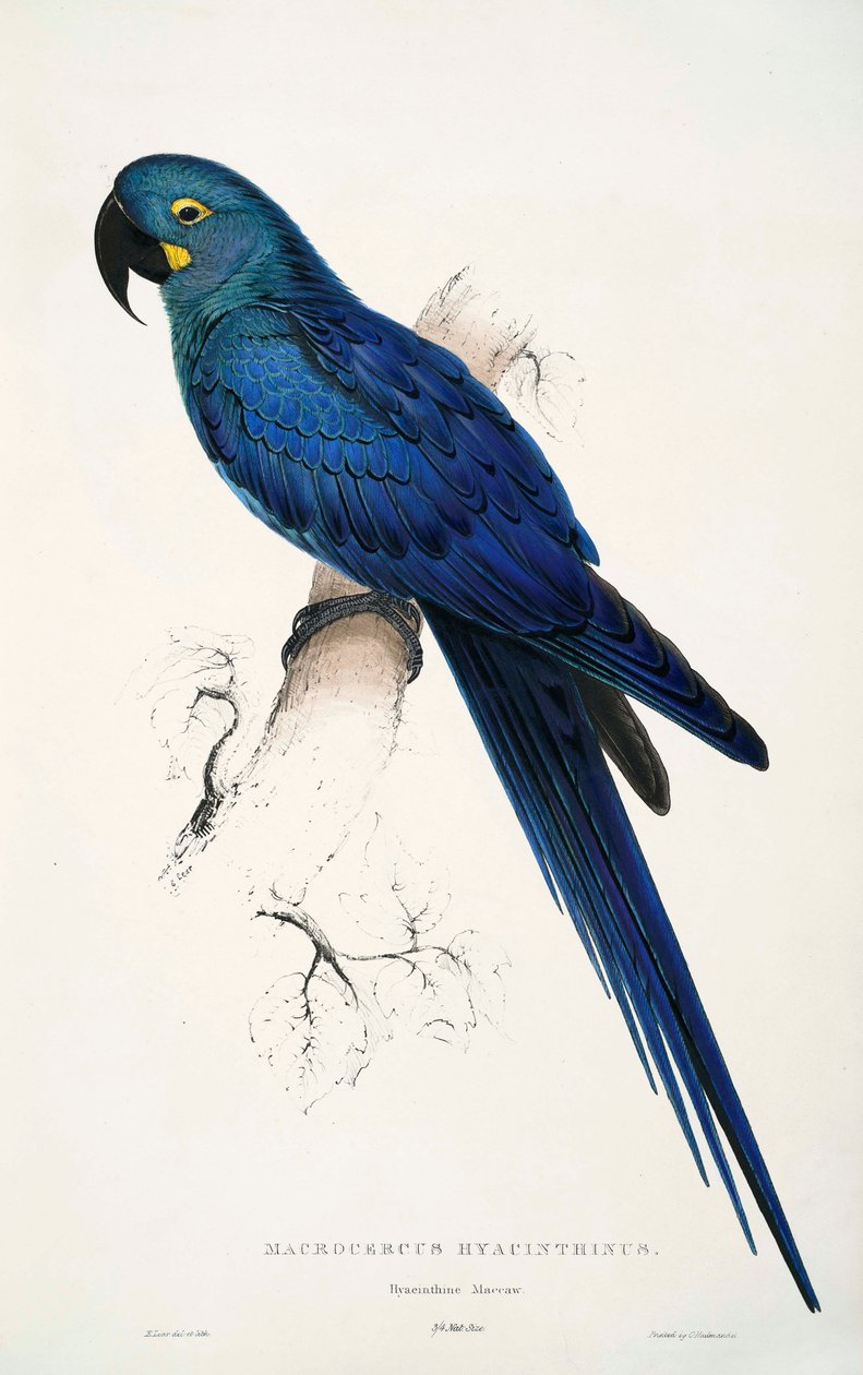 Anodorhynchus leari od Edward Lear