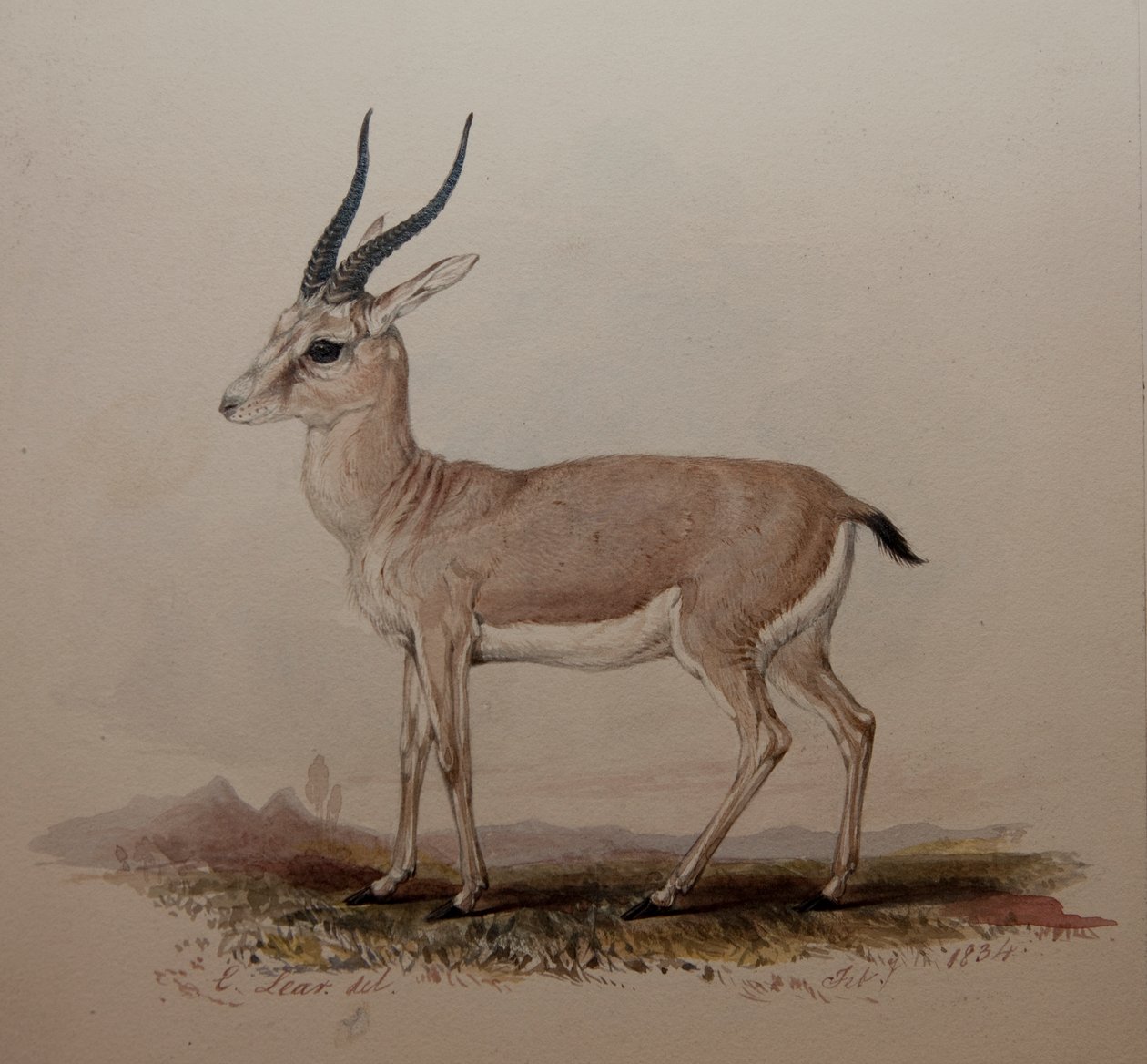 Antelope, 1834 od Edward Lear