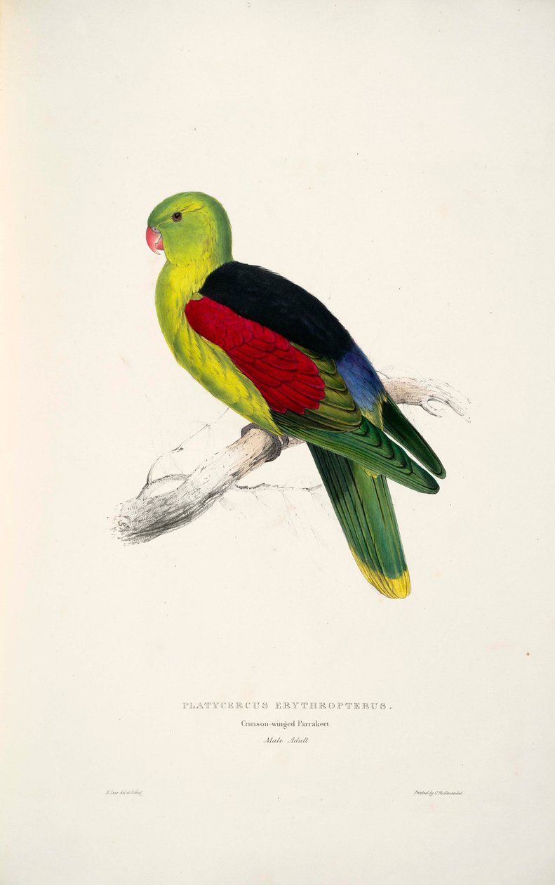 Nesmíšená erythroptera od Edward Lear