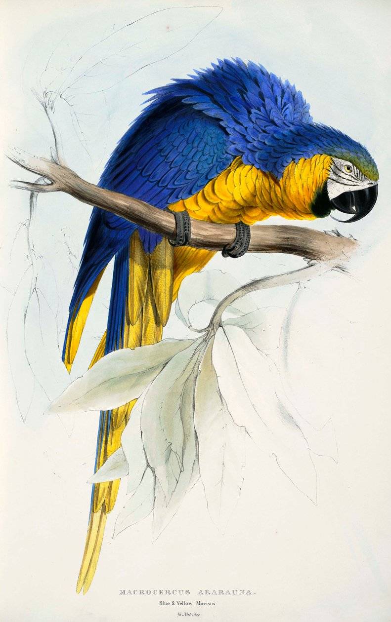 Trasa Ararauna od Edward Lear