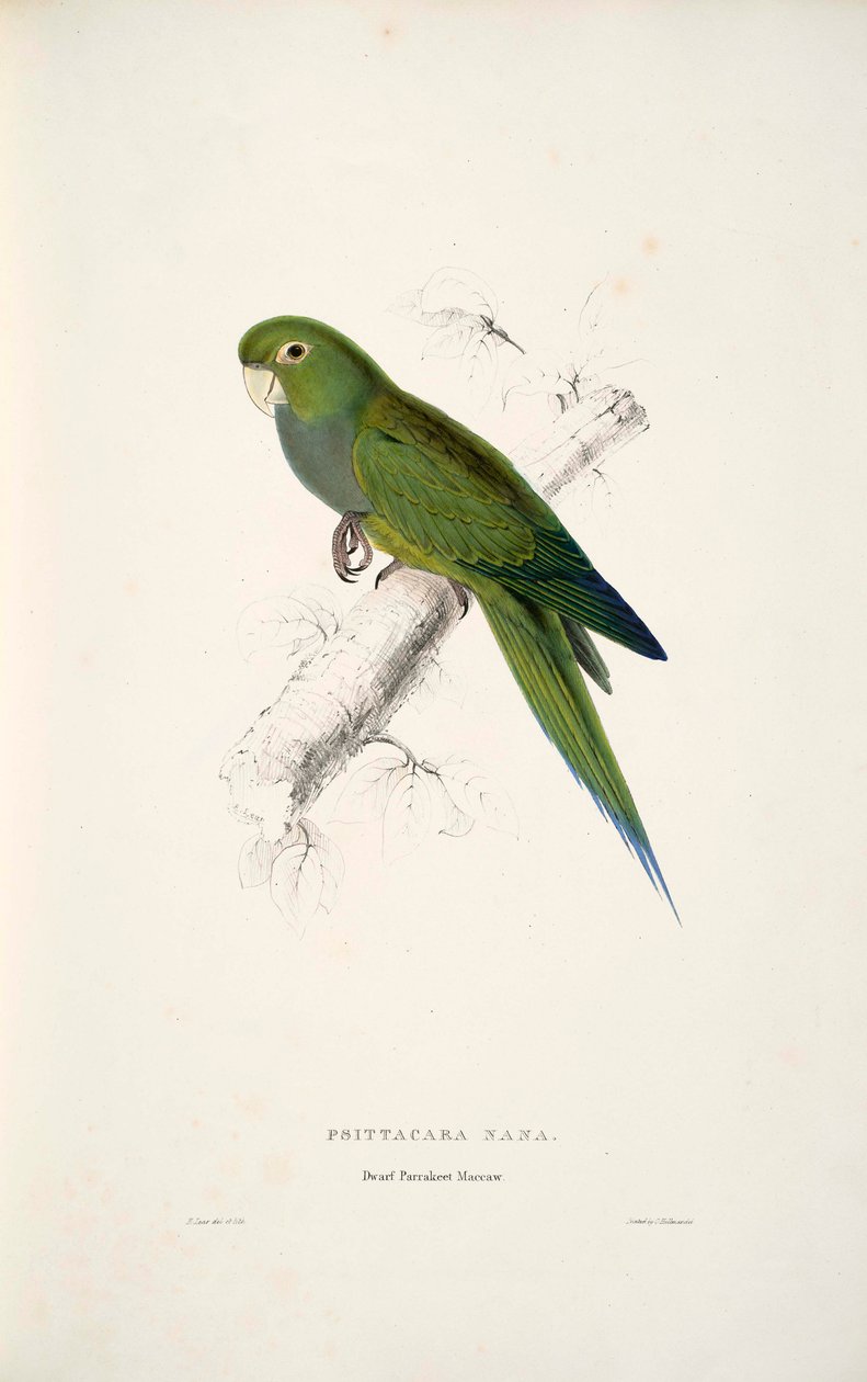 Aratinga nana od Edward Lear