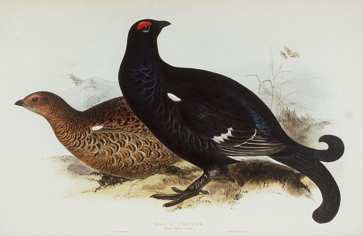 Tetřev od Edward Lear