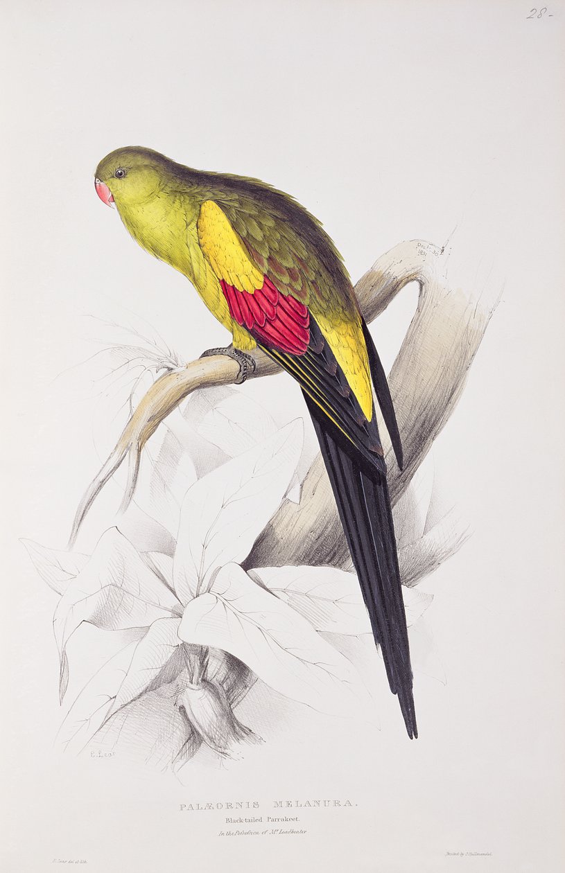 Andulka černoocasá od Edward Lear