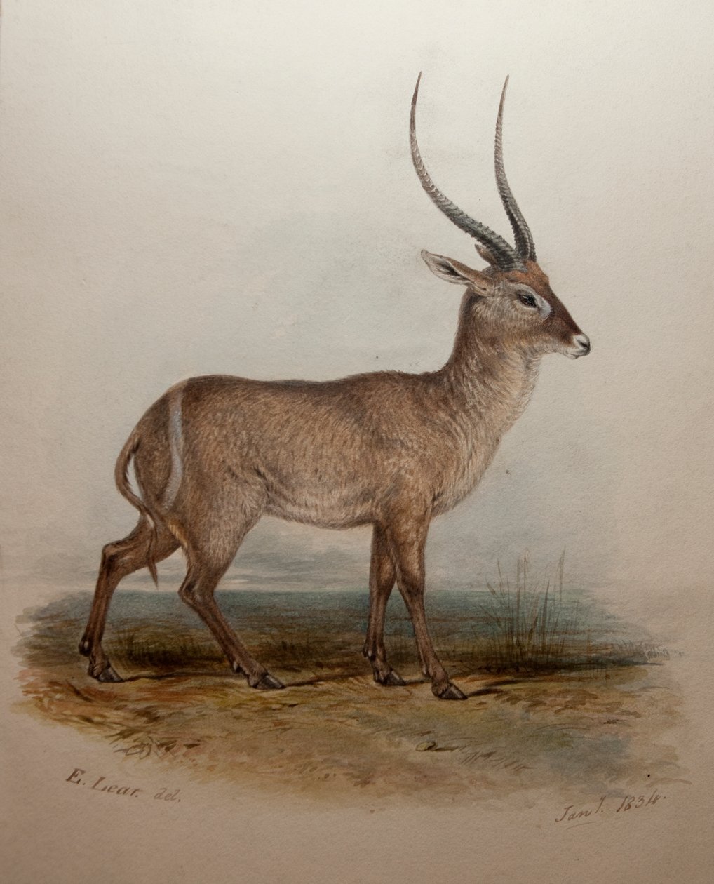 Bohor Reedbuck, 1834 od Edward Lear