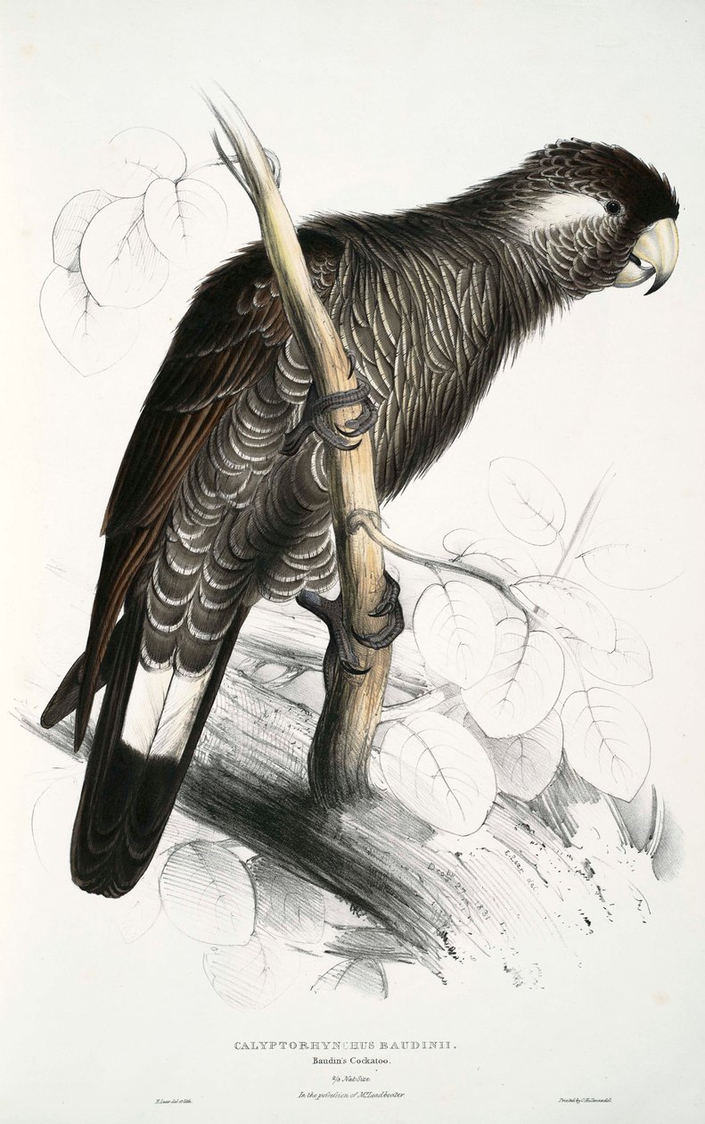 Calyptorhynchus od Edward Lear