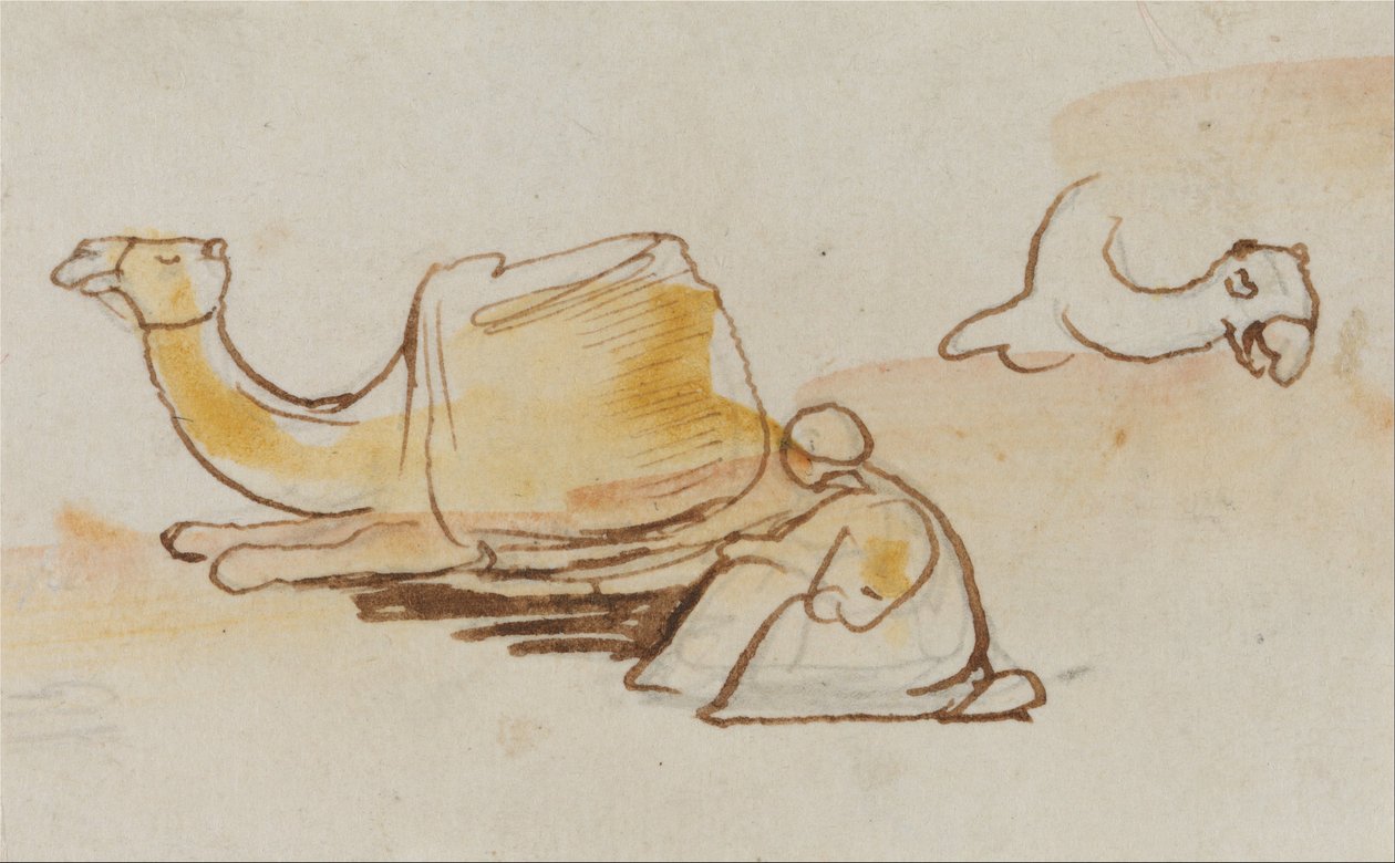 Velbloudí studie od Edward Lear