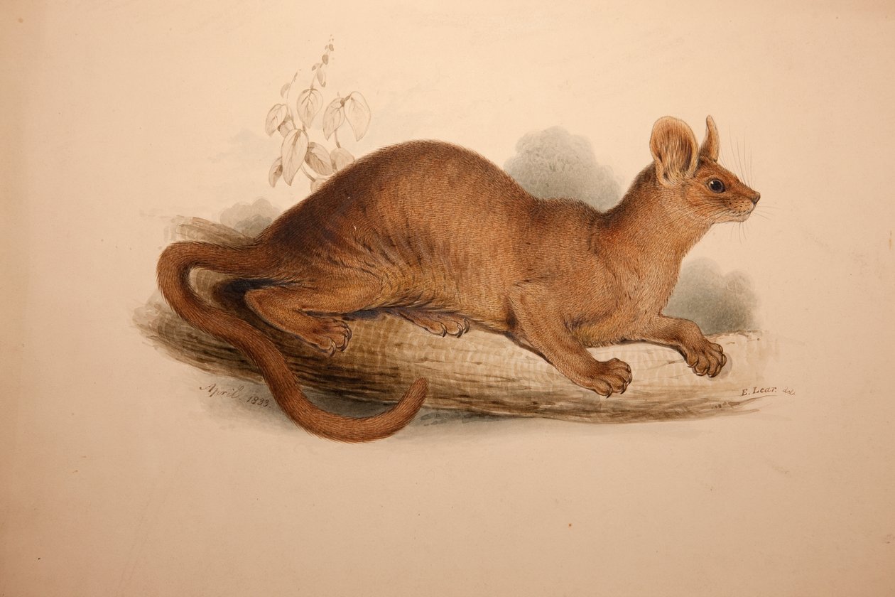 Cryptoprocta ferox, 1833 od Edward Lear