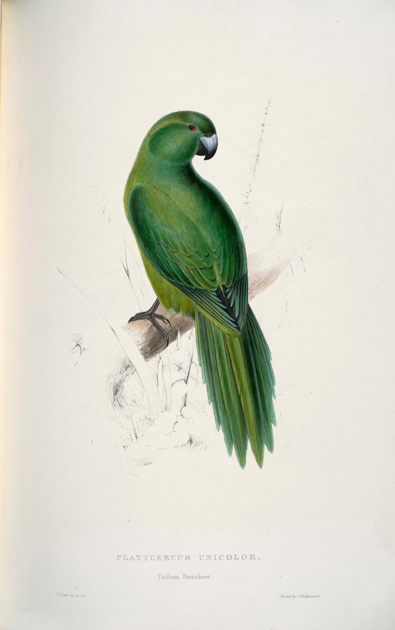 Cyanoramphus unicolor od Edward Lear