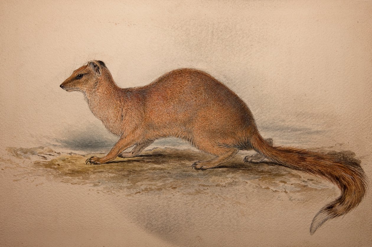 Cynictis steedmanii, kolem roku 1835 od Edward Lear