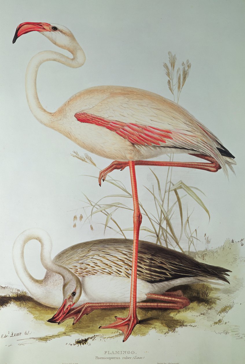 Plameňák od Edward Lear