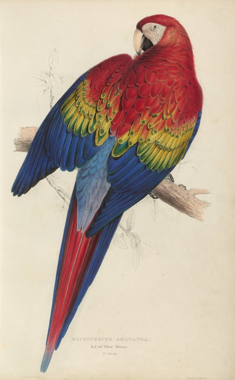 Ilustrace rodiny Psittacidœ neboli papoušků, talíř 7 od Edward Lear
