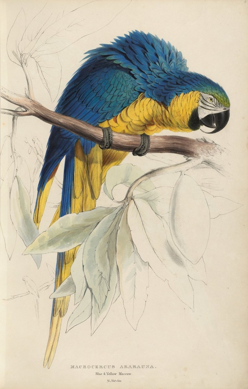 Ilustrace rodiny Psittacidœ neboli papoušků, talíř 8 od Edward Lear