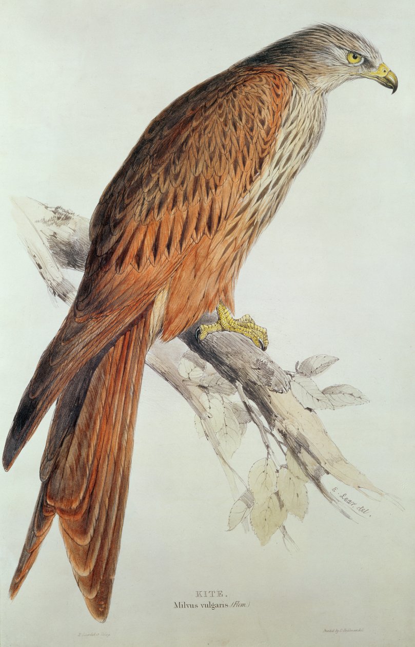 papírový drak od Edward Lear